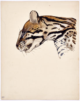 Isabel Cooper's Margay Tigrina Vigens Head (photo by Martin Parsekian, Wildlife Conservation Society, 1922)