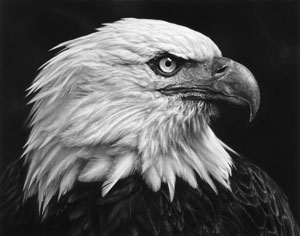 Robert Longo's Untitled (Eagle) (Brooklyn Museum, 2017)